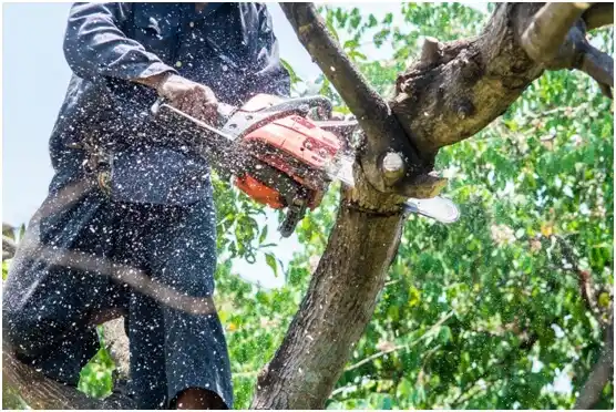 tree services Lake Tapps